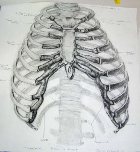 Ribcage Ribcage